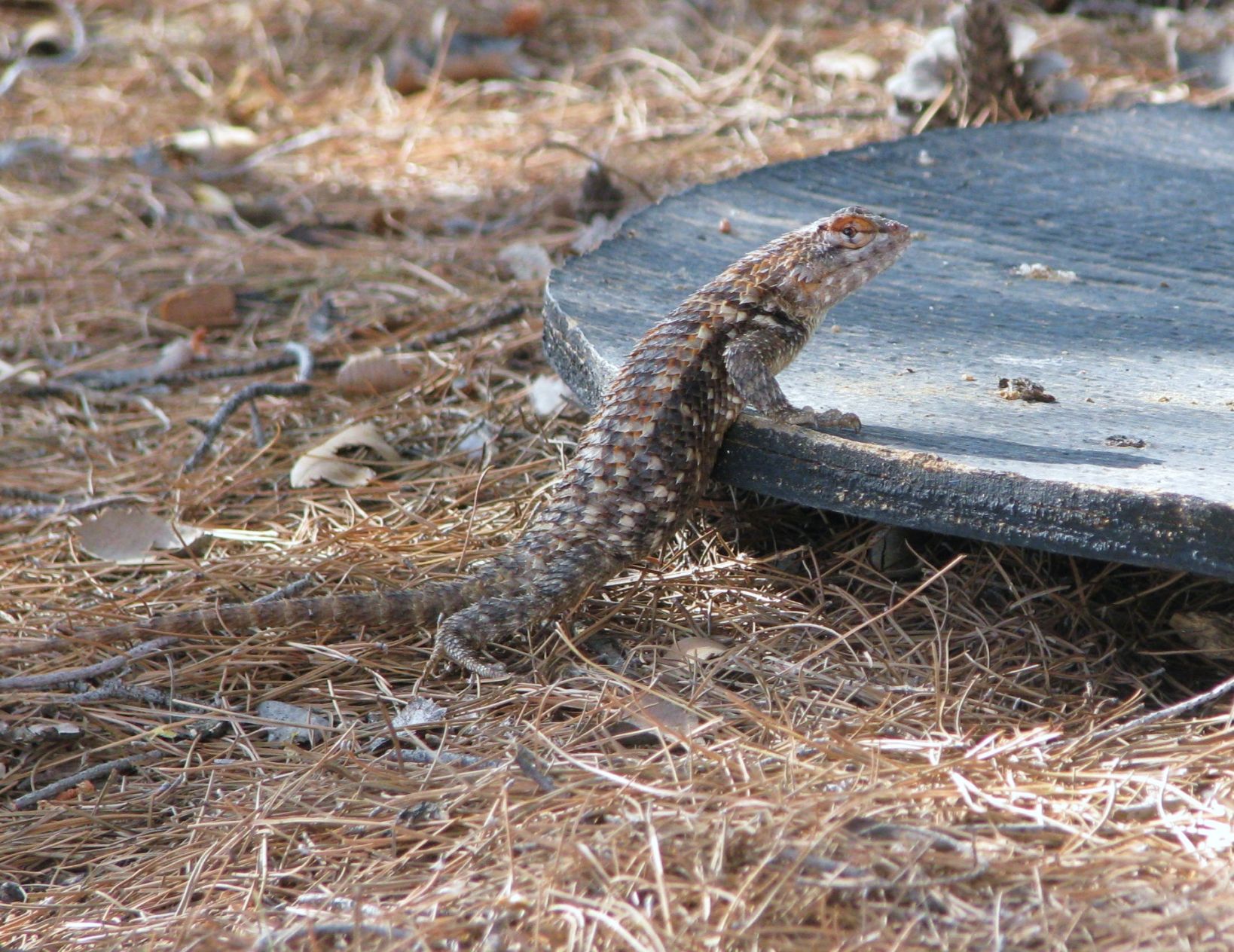 Lizard
